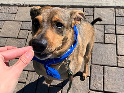 Misho looking at a treat