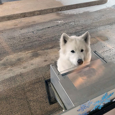 Dog in the drive through