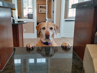 Dog at the Teller Line